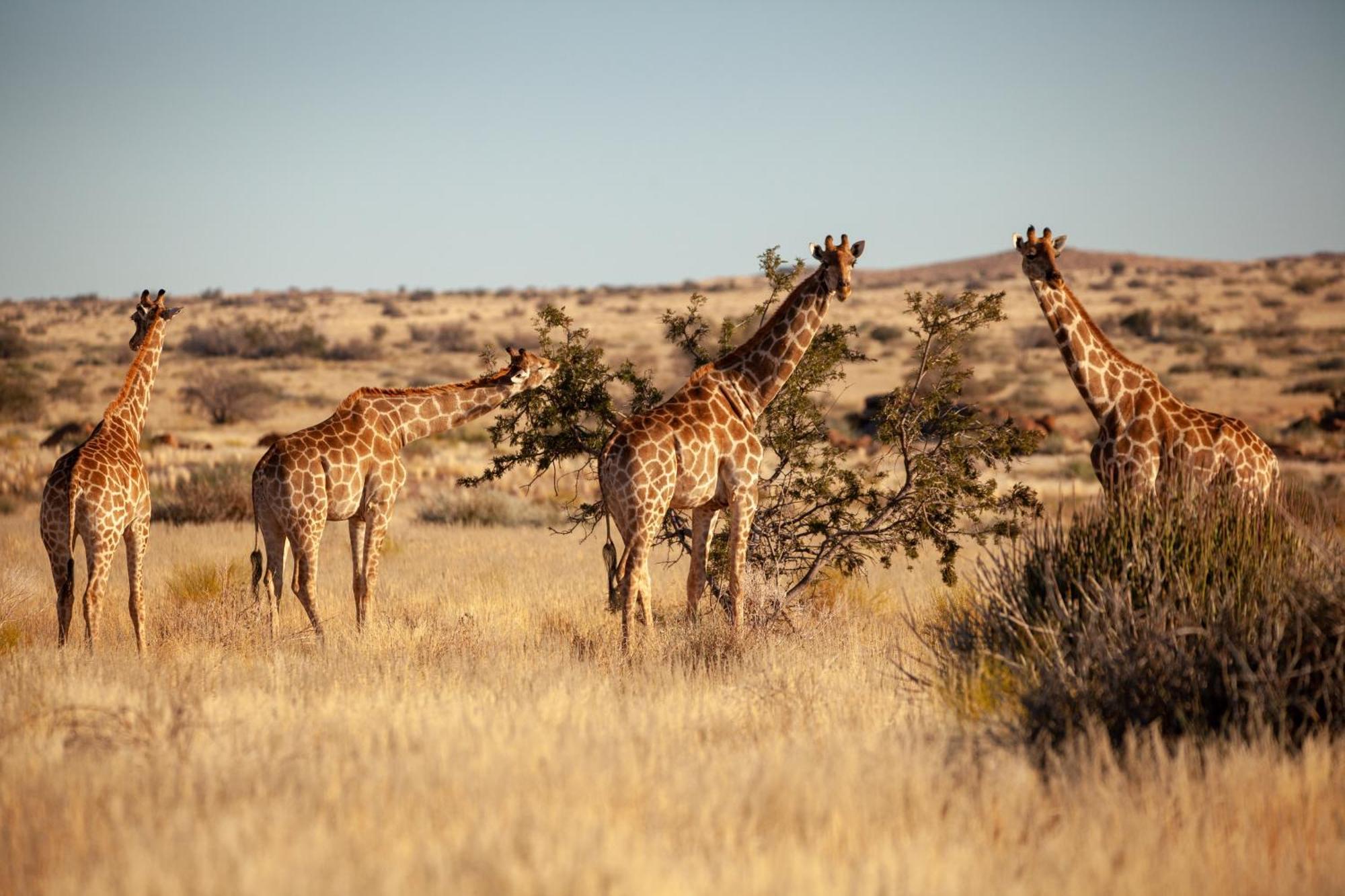 Sandfontein Lodge & Nature Reserve Luaran gambar